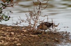 David Plant Photography - Wildlife Photographer - Snipe feeding - C